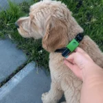 FurLife Reviews: Does It Really Work? What to Know Before Buying