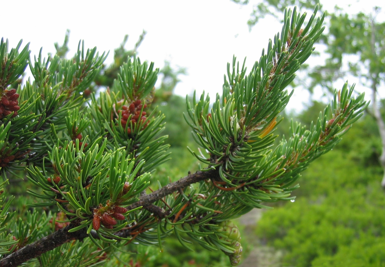 Pinus banksiana pollen cones