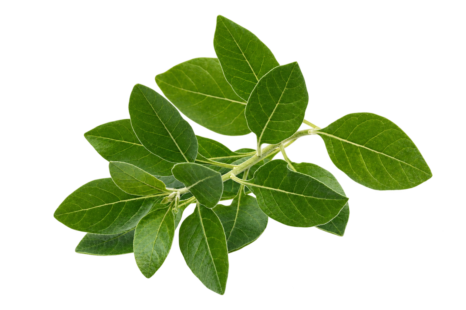 Ashwagandha ingredient used in Lemme Play Gummies