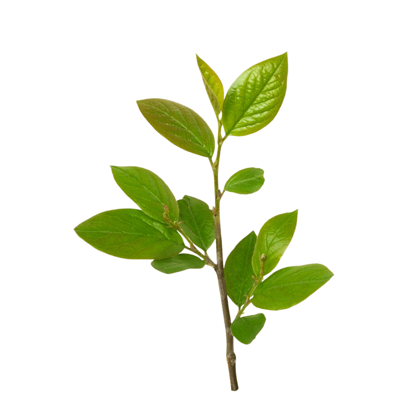 Horny Goat Weed ingredient used in Lemme Play Gummies